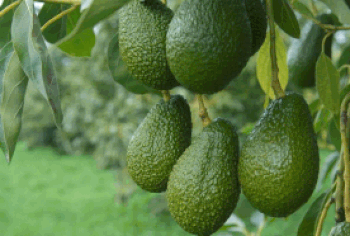 ចំការបឿ ( . . . . . . . . .)